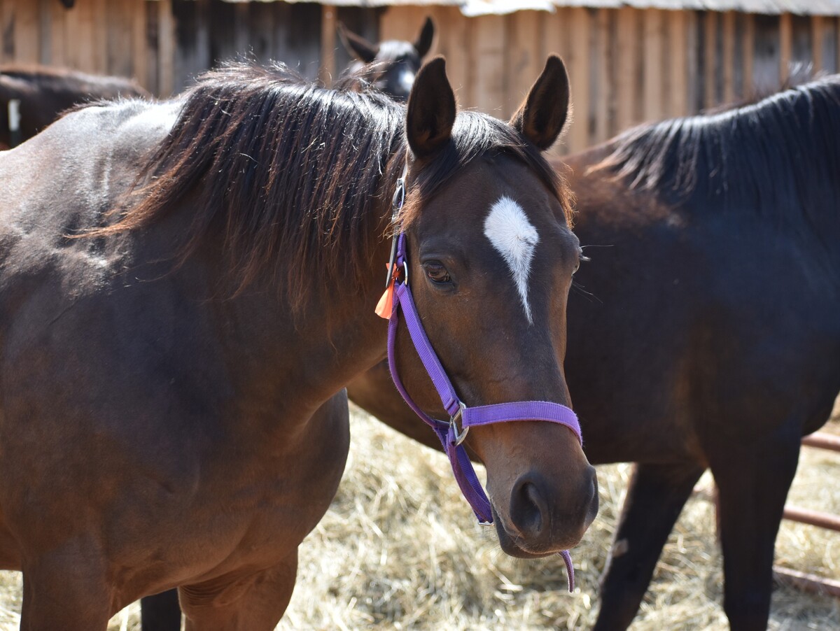 Astrid, 12yo Thoroughbred mare, 15.1hh