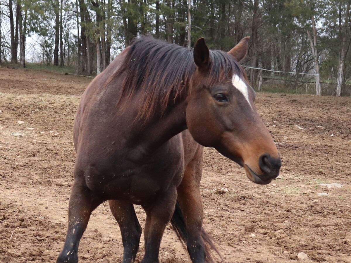 Astrid, 12yo Thoroughbred mare, 15.1hh
