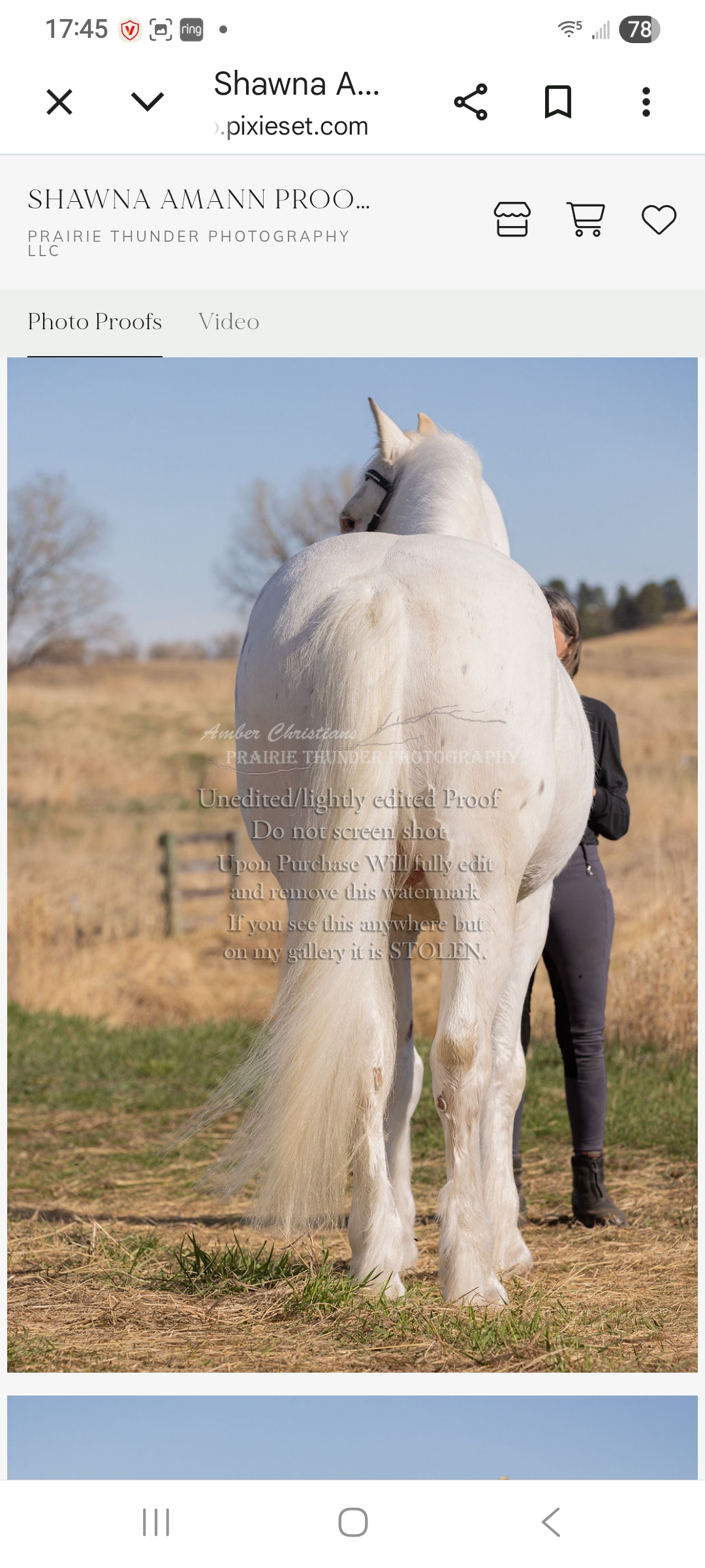 Tali, 11yo Other gelding, 17hh