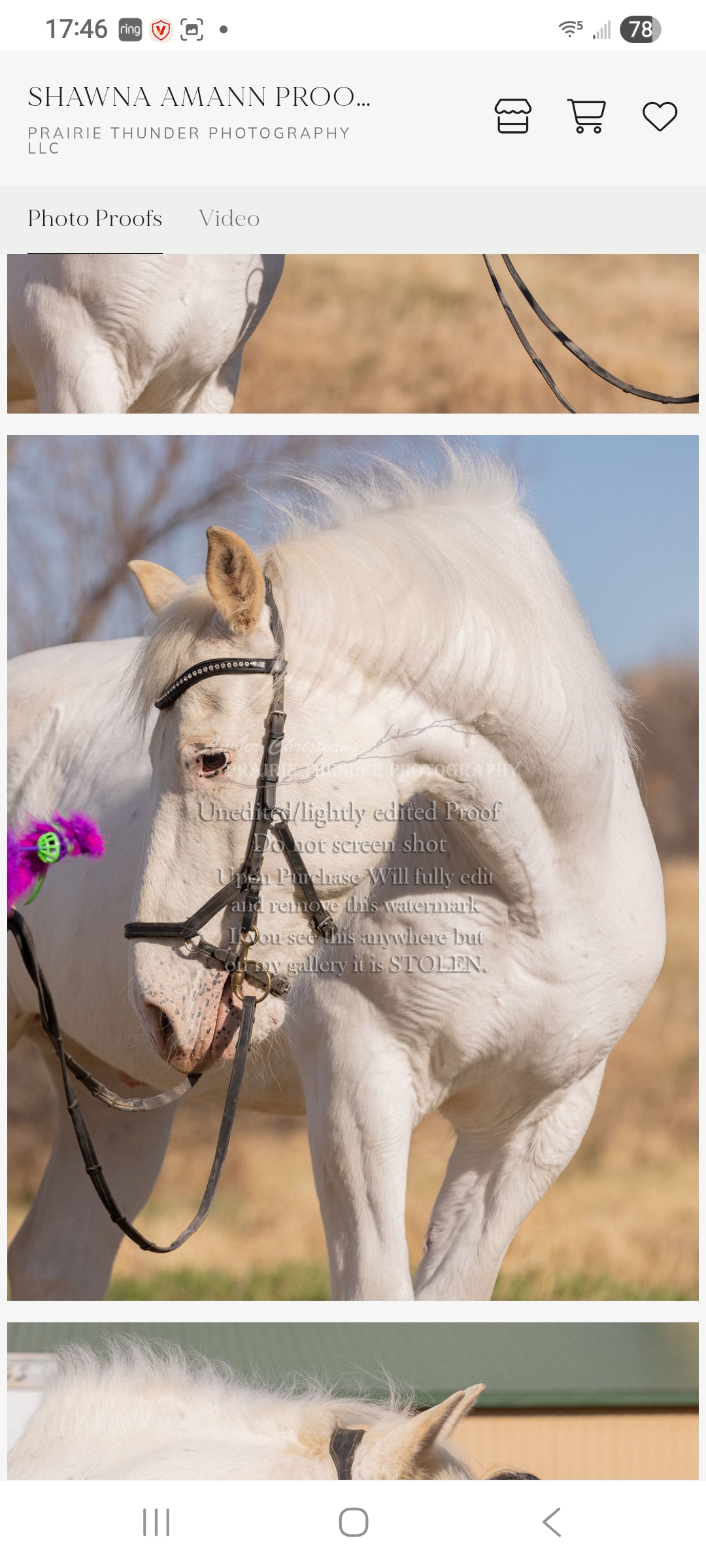 Tali, 11yo Other gelding, 17hh