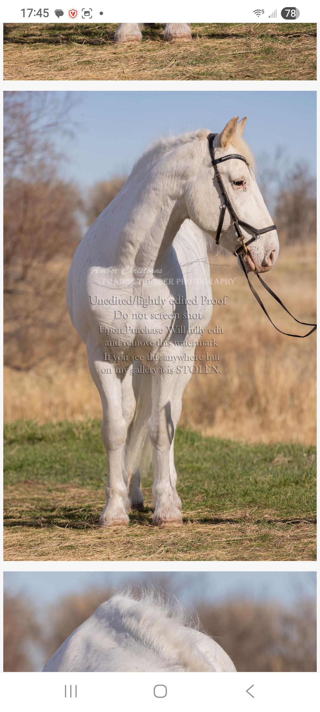 Tali, 11yo Other gelding, 17hh