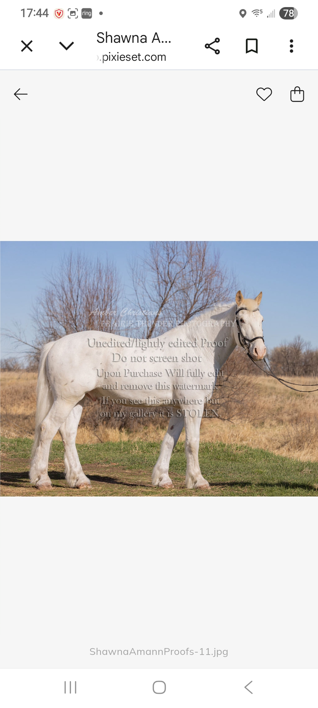 Tali, 11yo Other gelding, 17hh