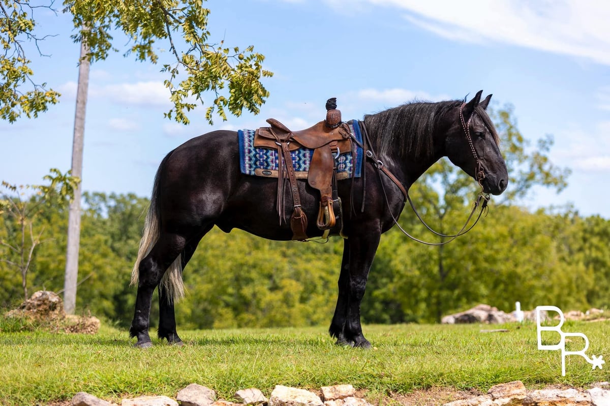 American Quarter Horse, 6yo American Quarter Horse gelding, 16.1hh