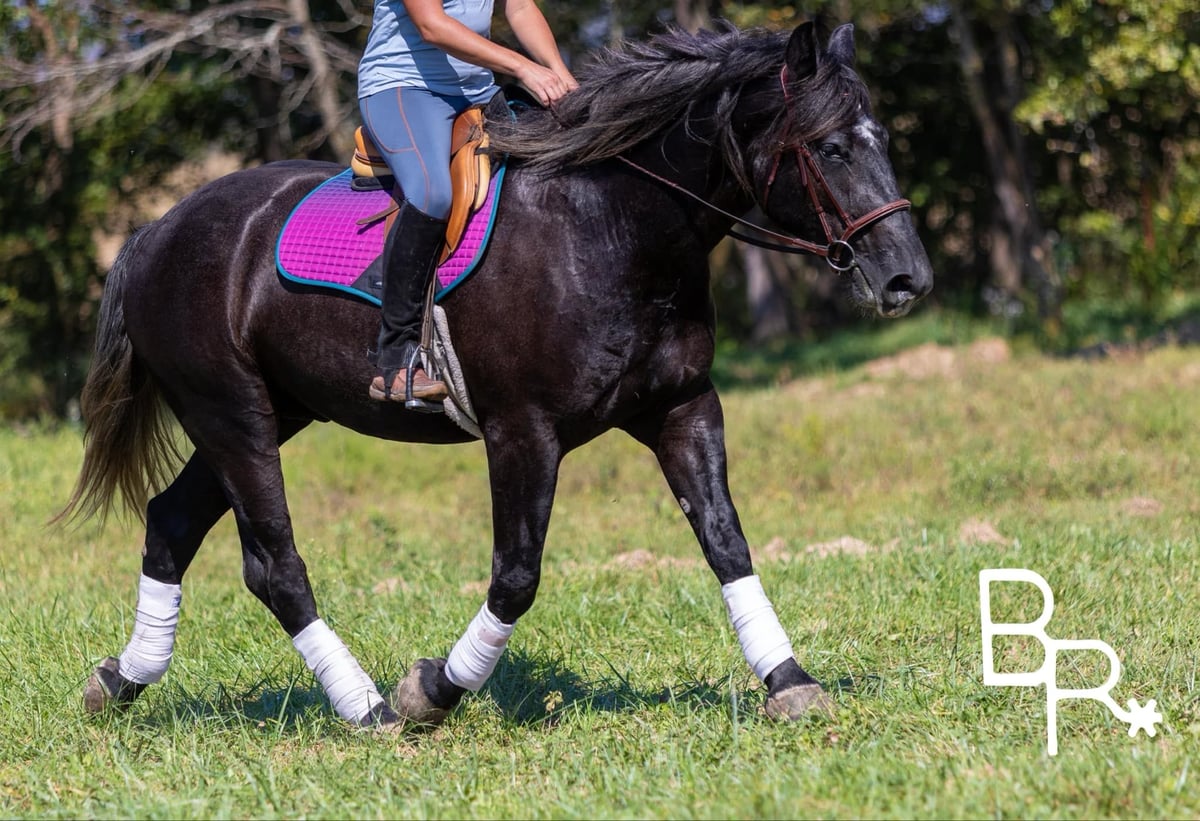 American Quarter Horse, 6yo American Quarter Horse gelding, 16.1hh