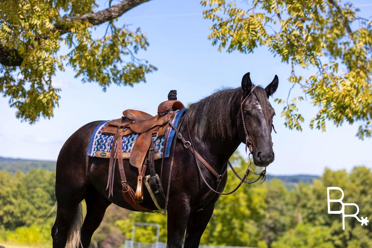 American Quarter Horse, 6yo American Quarter Horse gelding, 16.1hh