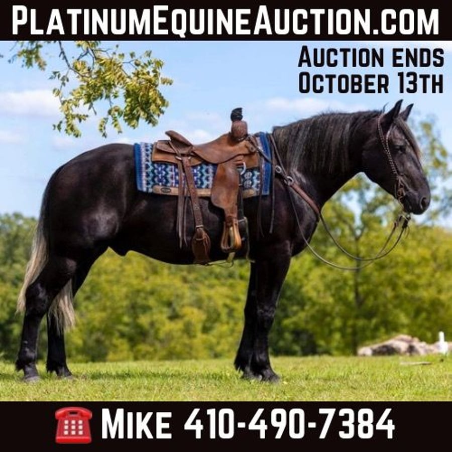 American Quarter Horse, 6yo American Quarter Horse gelding, 16.1hh