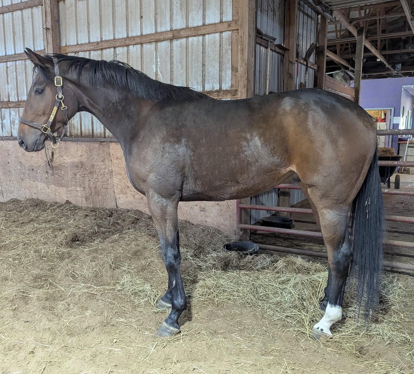 Jasonjet, 3yo Thoroughbred gelding, 16.1hh