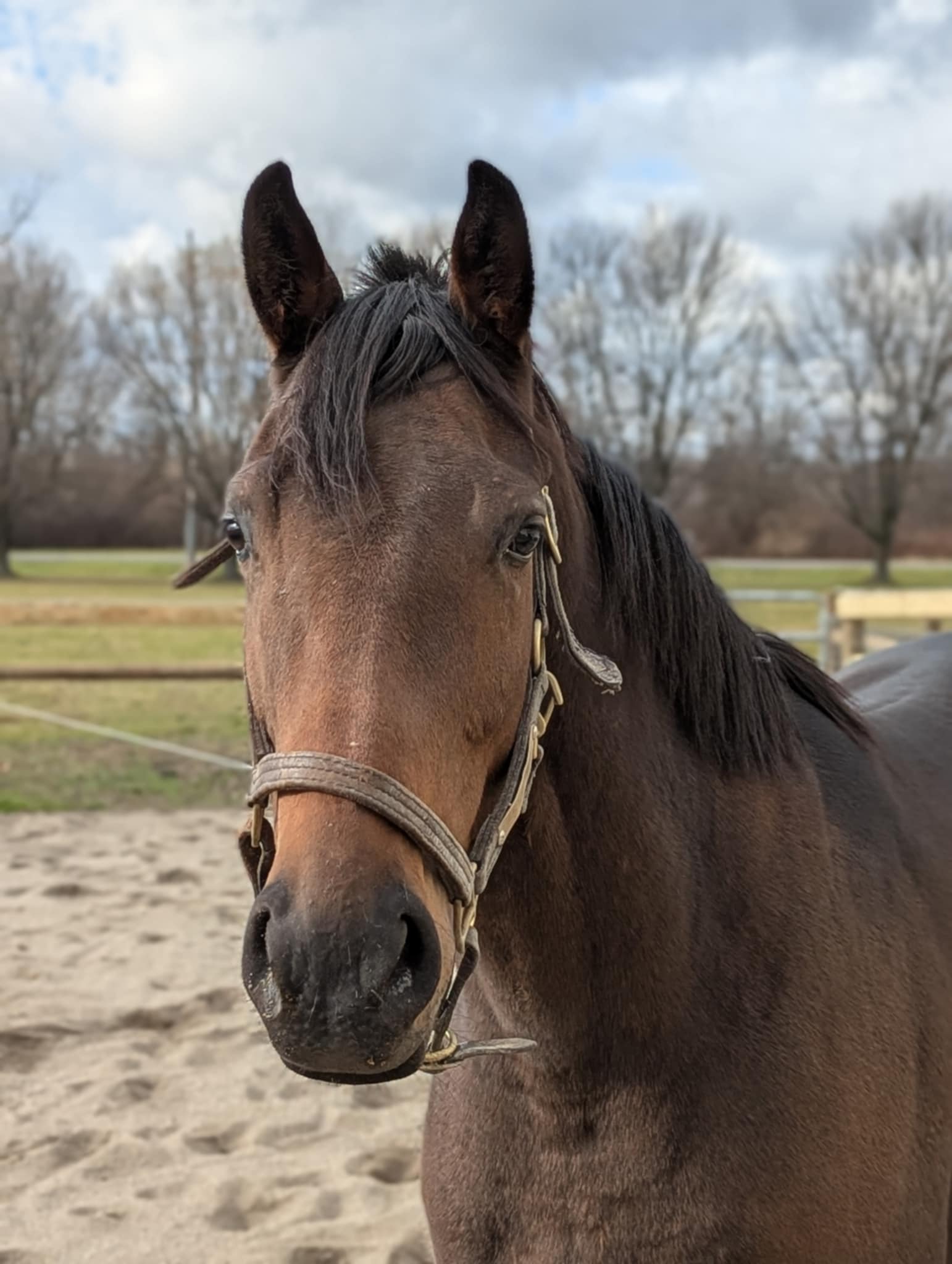 Jasonjet, 3yo Thoroughbred gelding, 16.1hh