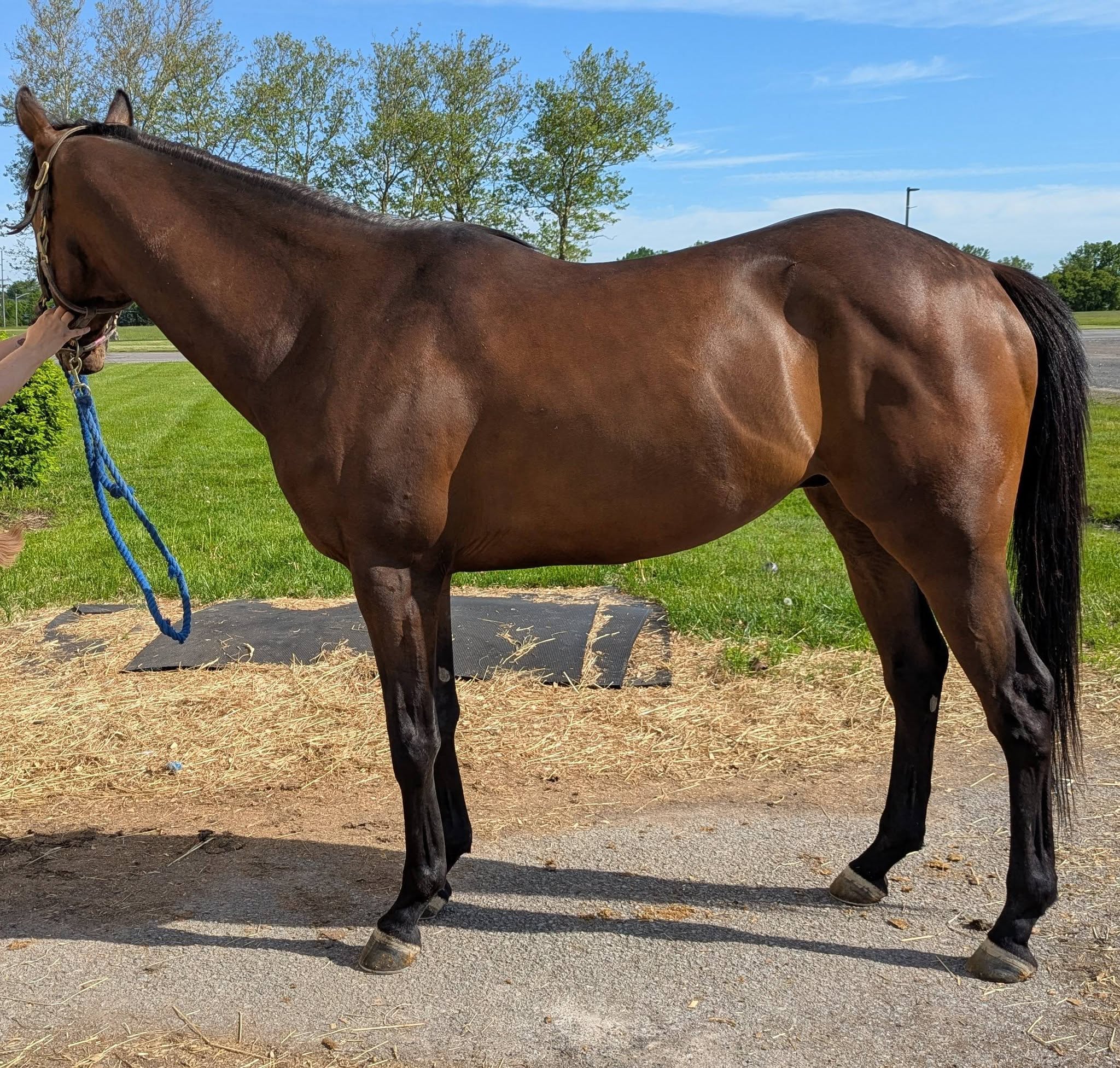 Z Wildcat, 3yo Thoroughbred gelding, 16hh