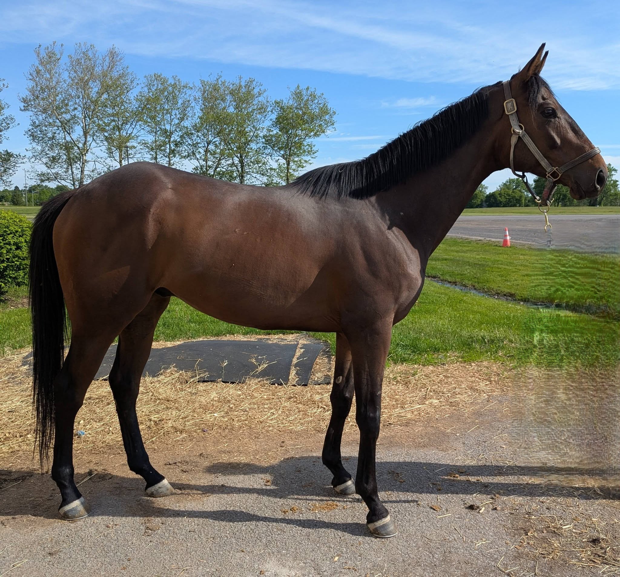Z Wildcat, 3yo Thoroughbred gelding, 16hh