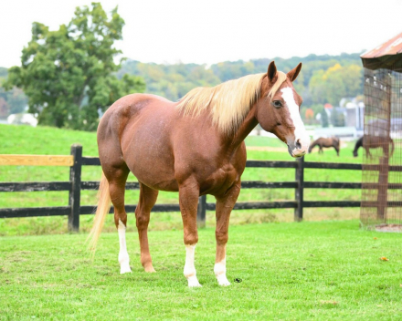 Twilight Heart Shine (Twilight), 13yo AQHA Quarter Horse mare, 15.1hh
