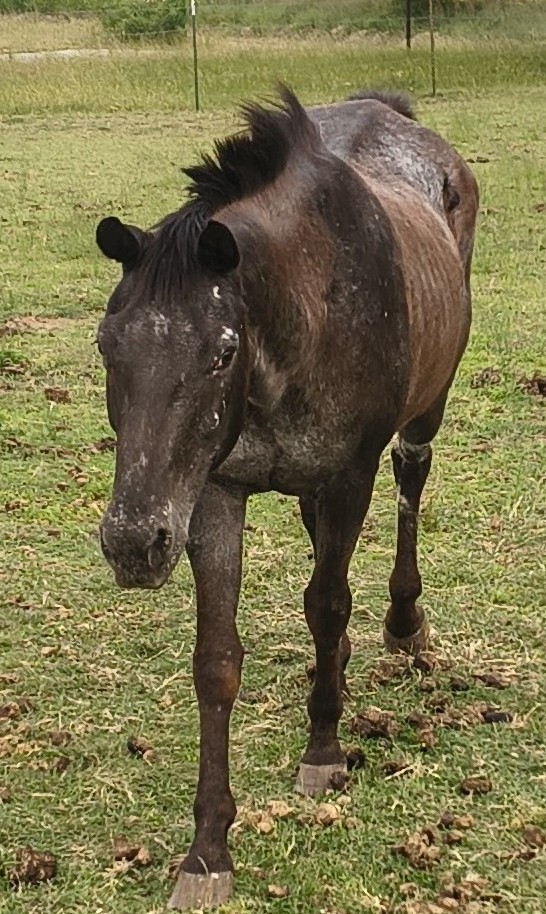 Abigail, 17yo Appaloosa mare
