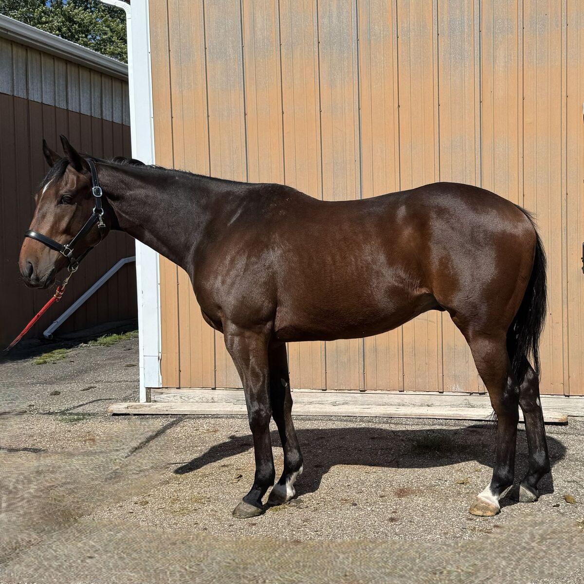 Kilowatt, 3yo Thoroughbred gelding, 16.1hh