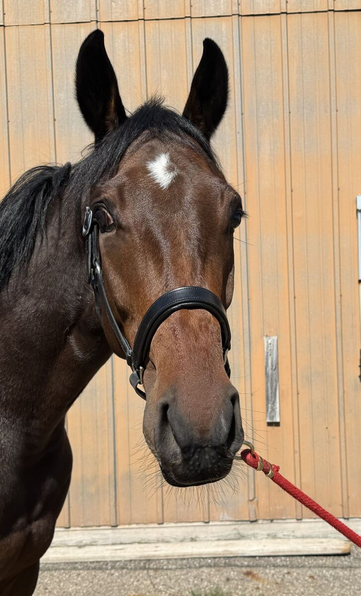 Kilowatt, 3yo Thoroughbred gelding, 16.1hh