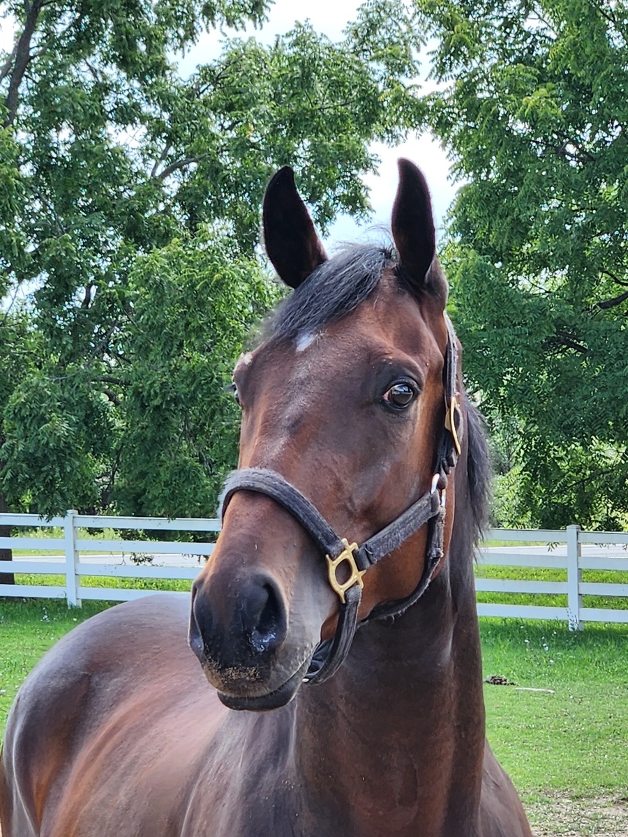 Kilowatt, 3yo Thoroughbred gelding, 16.1hh