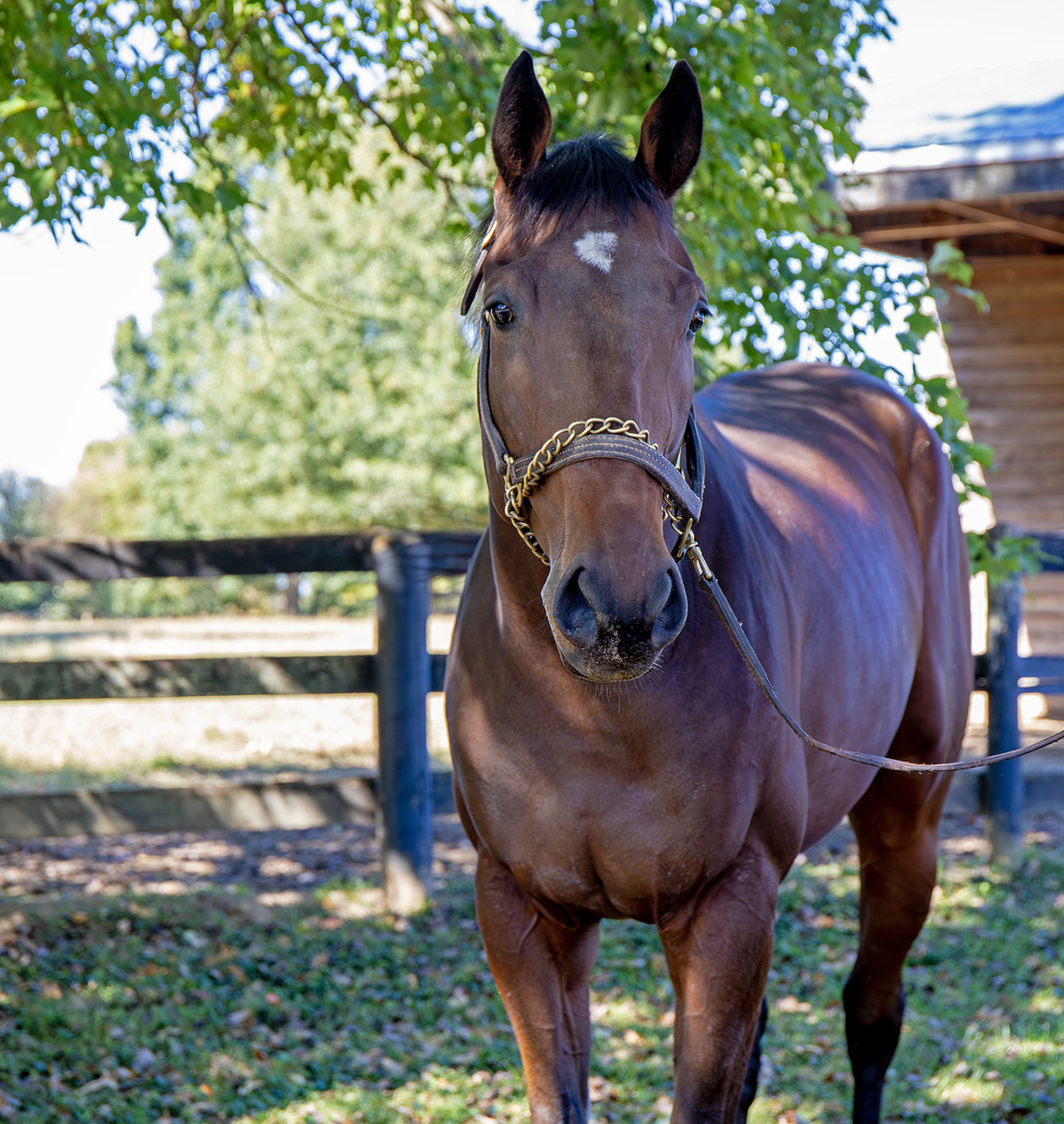 Krewezin, 3yo Thoroughbred gelding, 16.0hh