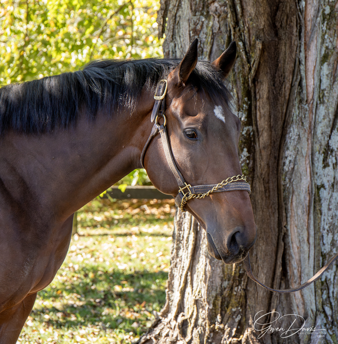 Krewezin, 3yo Thoroughbred gelding, 16.0hh