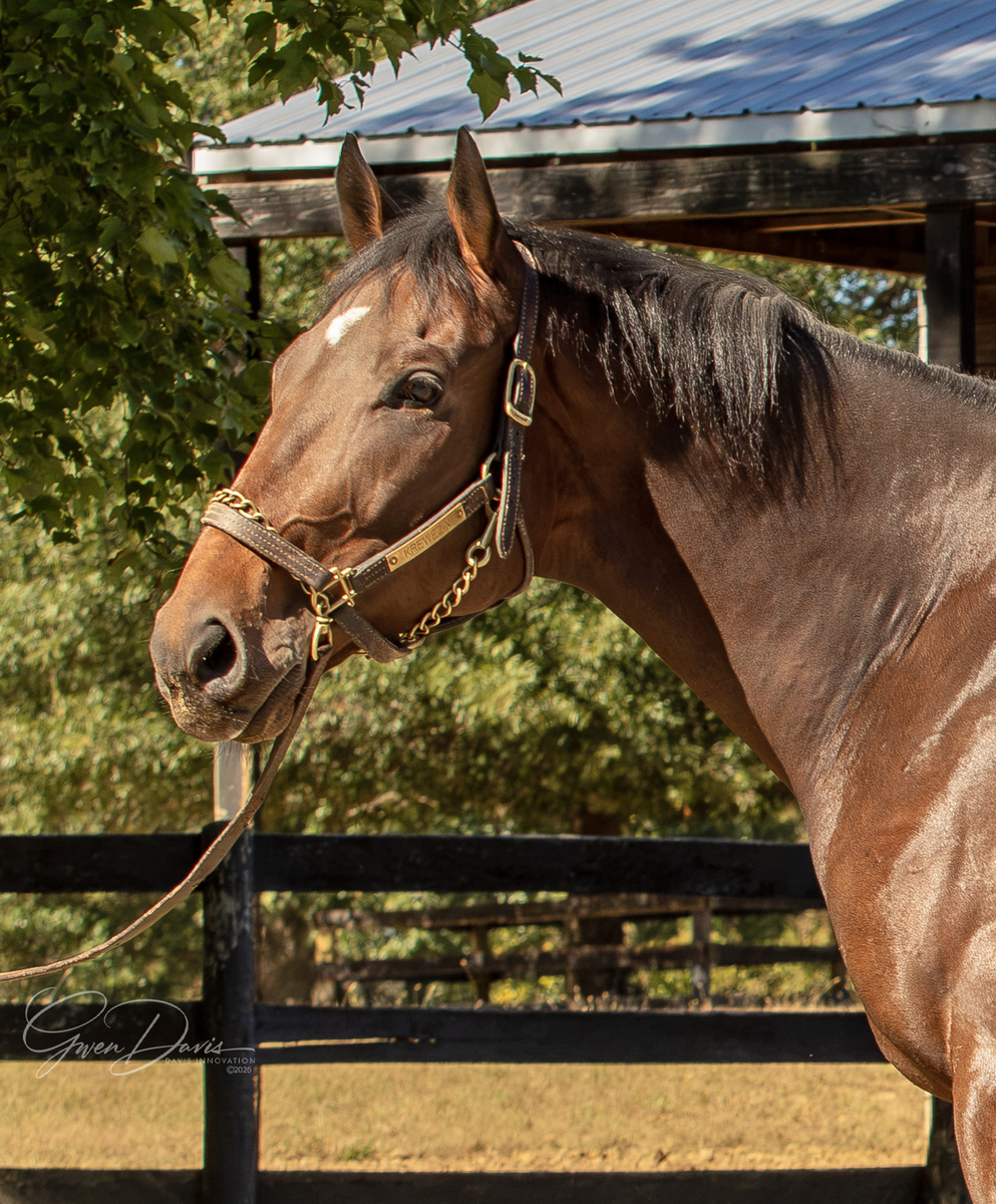 Krewezin, 3yo Thoroughbred gelding, 16.0hh