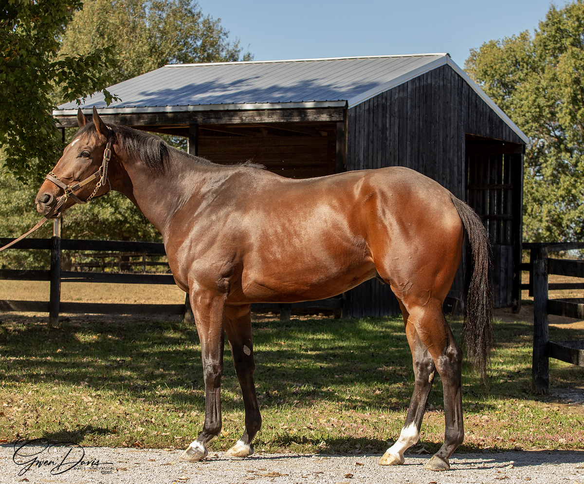 Krewezin, 3yo Thoroughbred gelding, 16.0hh