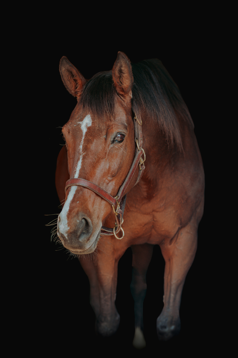 High quail- non riding home Companion only, 20yo Thoroughbred mare, 16.0hh