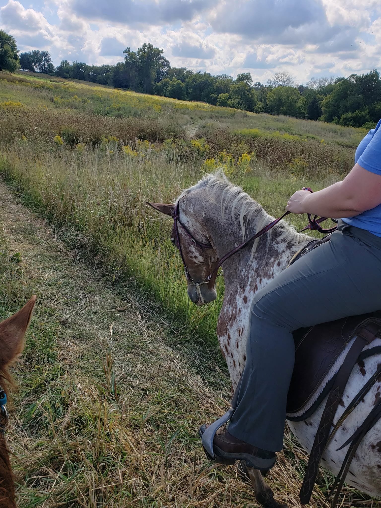 Theo, 8yo Appaloosa gelding, 16.2hh