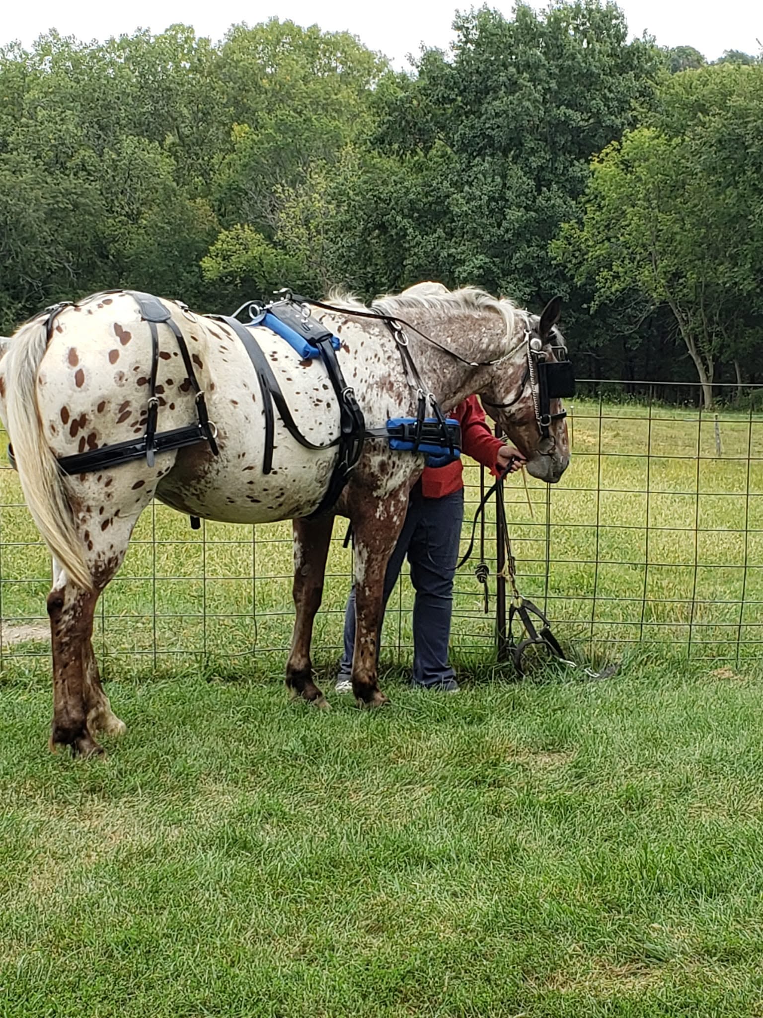 Theo, 8yo Appaloosa gelding, 16.2hh