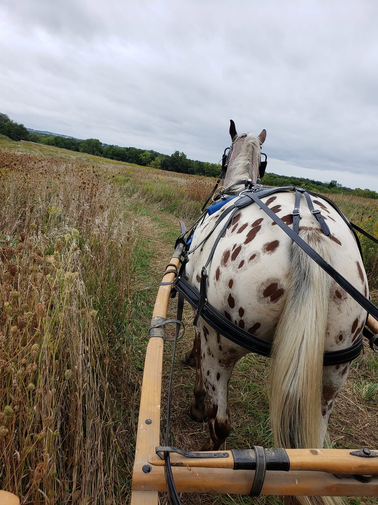 Theo, 8yo Appaloosa gelding, 16.2hh