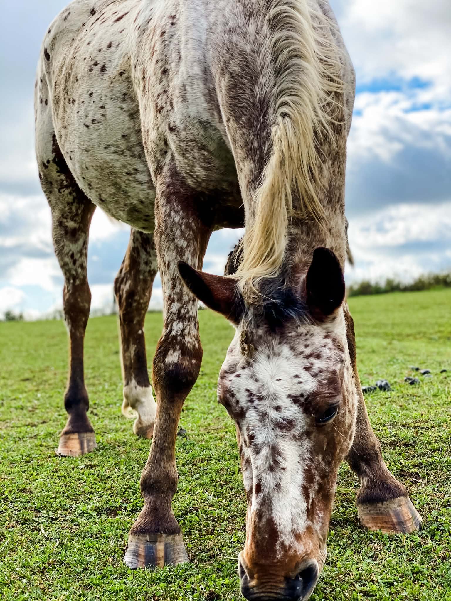 Theo, 8yo Appaloosa gelding, 16.2hh