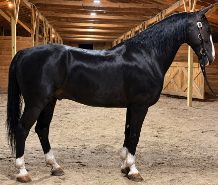 Knight, 10yo Dutch Harness Horse gelding, 15.2hh