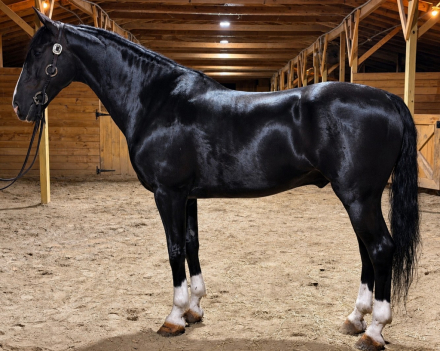 Knight, 10yo Dutch Harness Horse gelding, 15.2hh