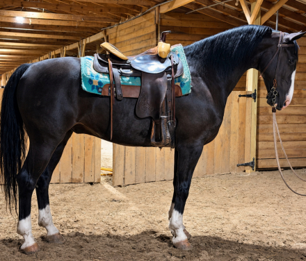 Knight, 10yo Dutch Harness Horse gelding, 15.2hh