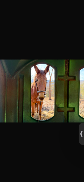 Angelica, 15yo Mule mare, 15.0hh