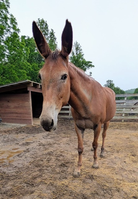 Angelica, 15yo Mule mare, 15.0hh