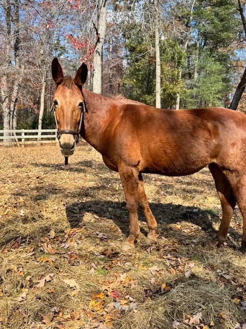 Angelica, 15yo Mule mare, 15.0hh