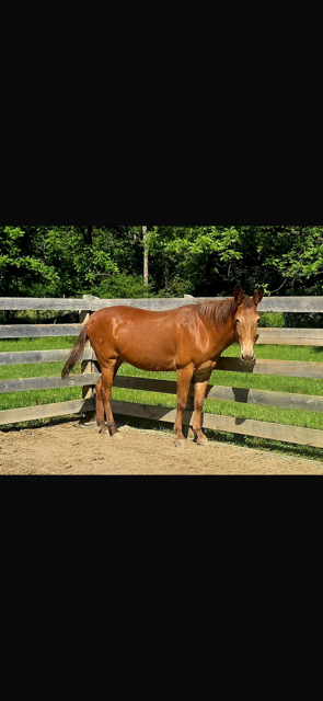Angelica, 15yo Mule mare, 15.0hh