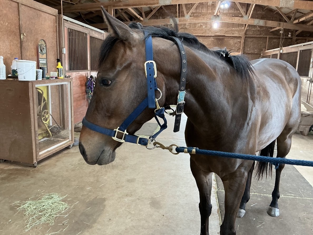 Satawa, 3yo Thoroughbred gelding, 15.0hh
