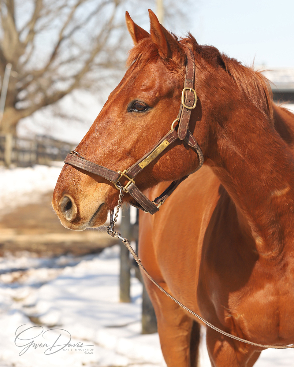 Carmel Angel, 9yo Thoroughbred gelding, 16.1hh