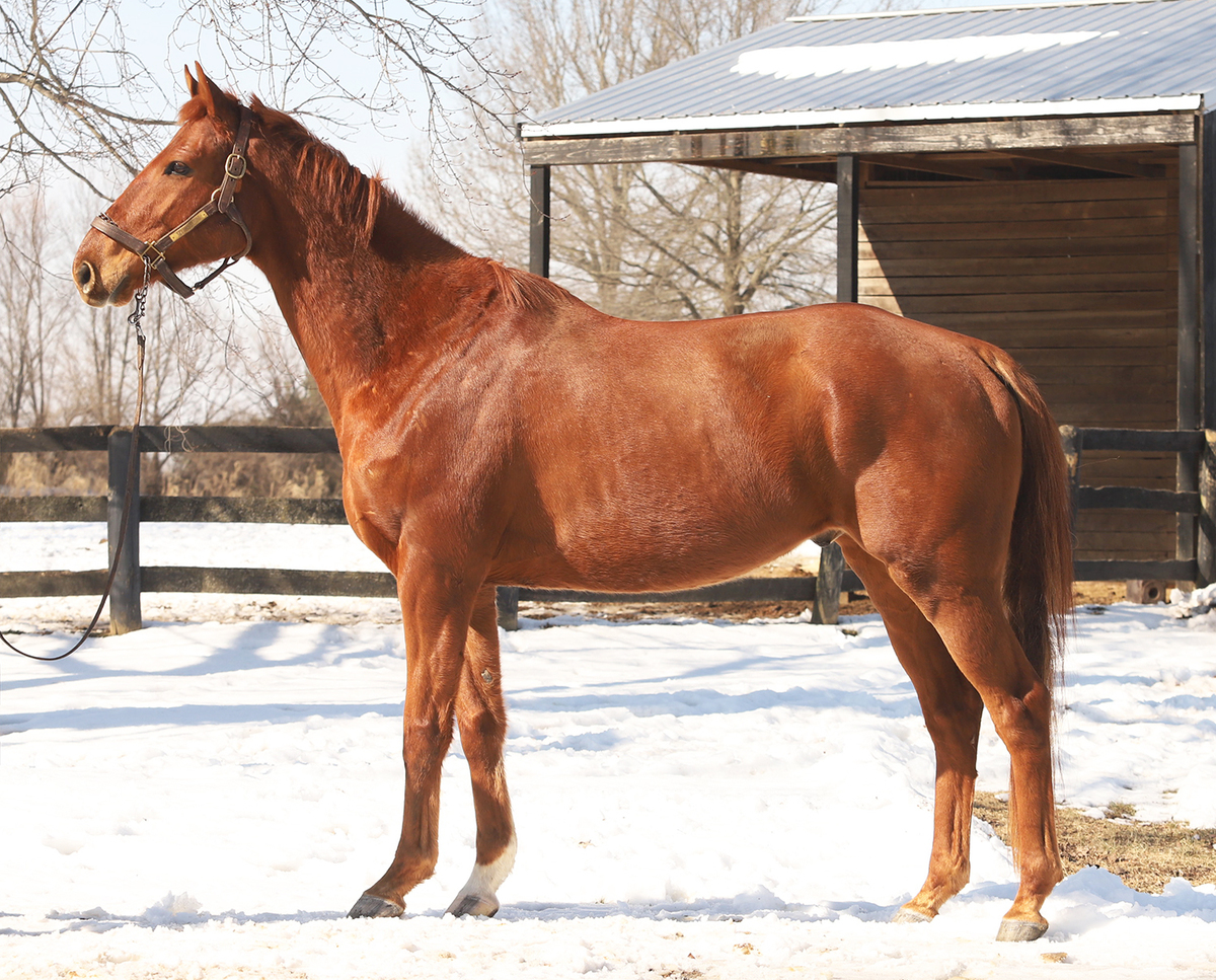 Carmel Angel, 9yo Thoroughbred gelding, 16.1hh