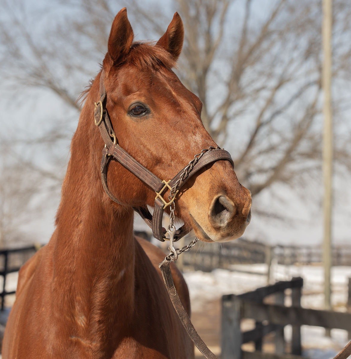 Carmel Angel, 9yo Thoroughbred gelding, 16.1hh