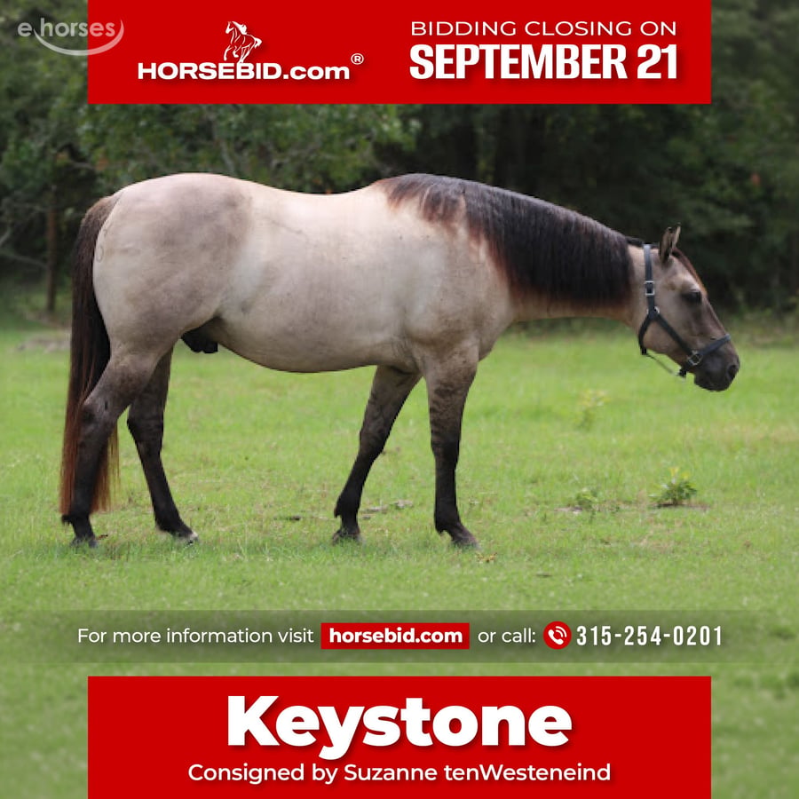 American Quarter Horse, 8yo American Quarter Horse gelding