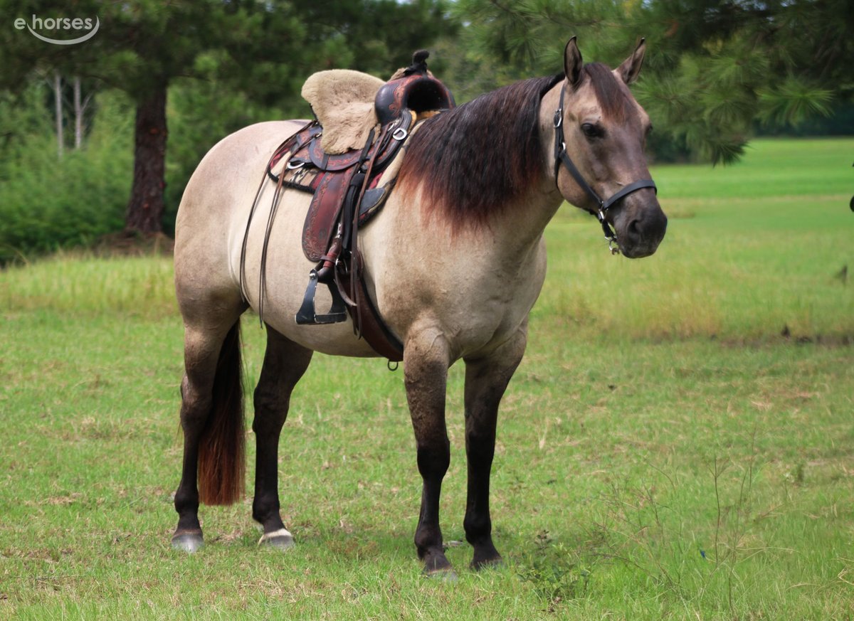 American Quarter Horse, 8yo American Quarter Horse gelding