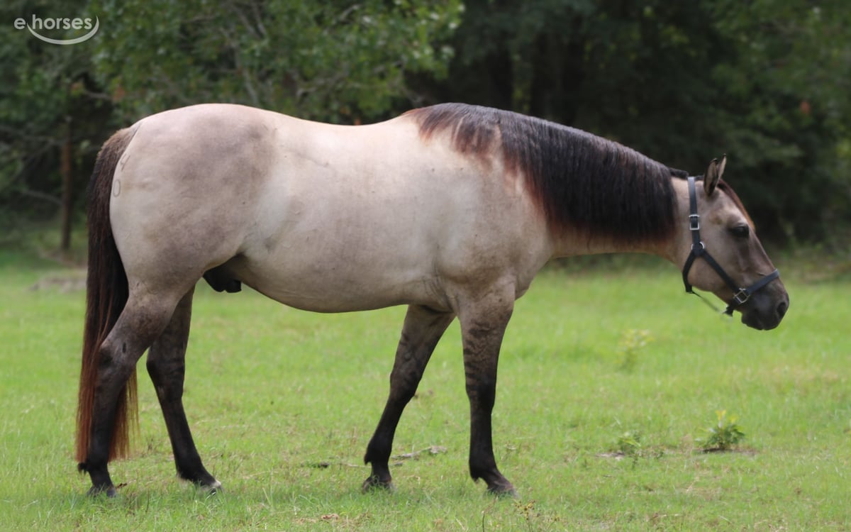 American Quarter Horse, 8yo American Quarter Horse gelding