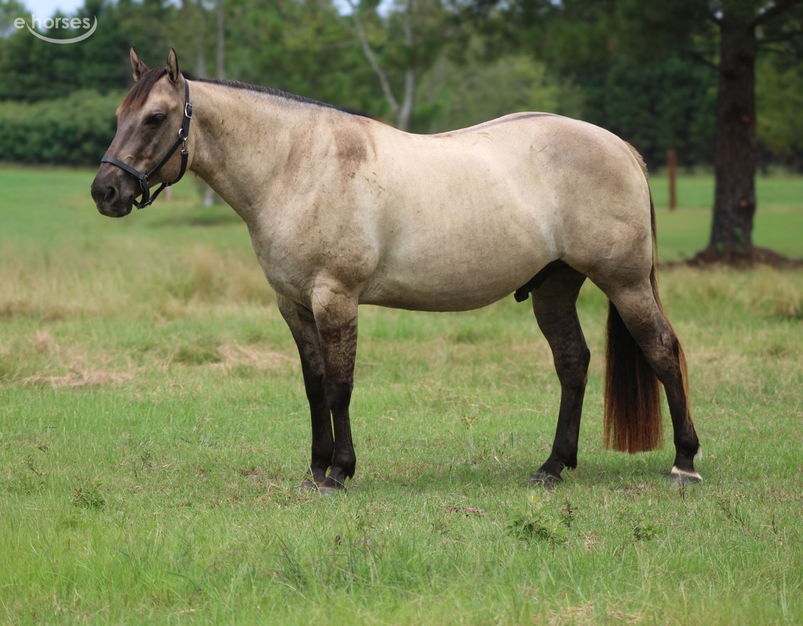 American Quarter Horse, 8yo American Quarter Horse gelding