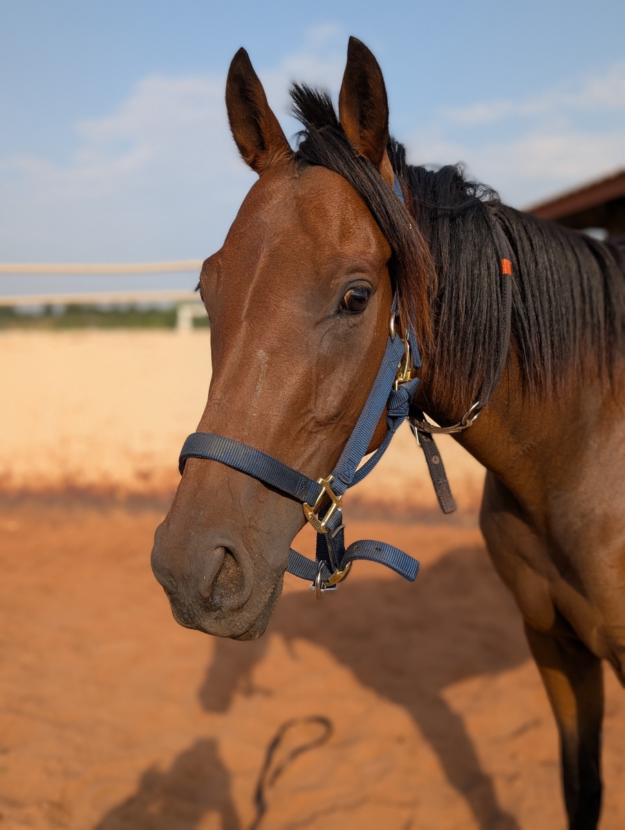 Cloud Angel, 4yo Thoroughbred mare, 15.2hh