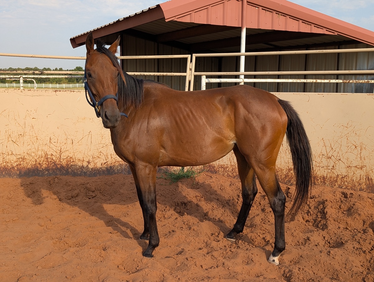 Cloud Angel, 4yo Thoroughbred mare, 15.2hh