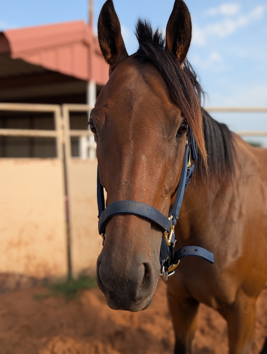 Cloud Angel, 4yo Thoroughbred mare, 15.2hh
