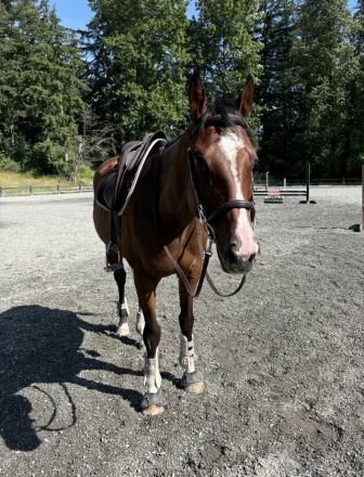 Essos, 5yo Thoroughbred gelding, 15.2hh