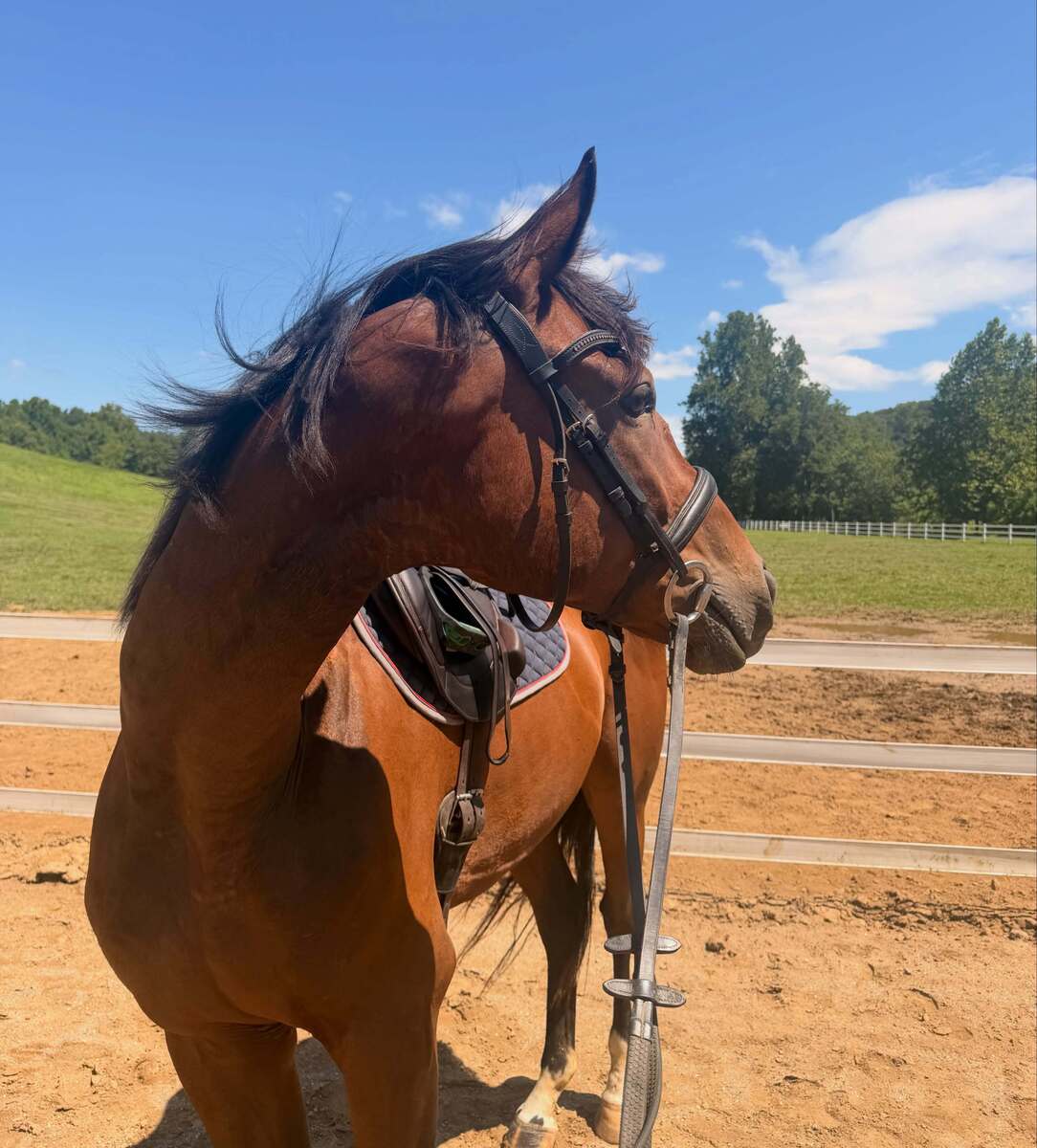 Seattle Prince (Prince), 5yo Thoroughbred gelding, 16.0hh