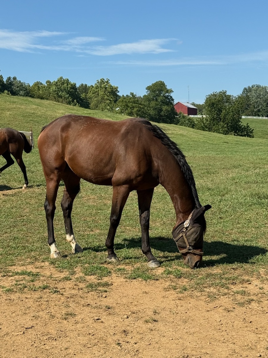 Seattle Prince (Prince), 5yo Thoroughbred gelding, 16.0hh