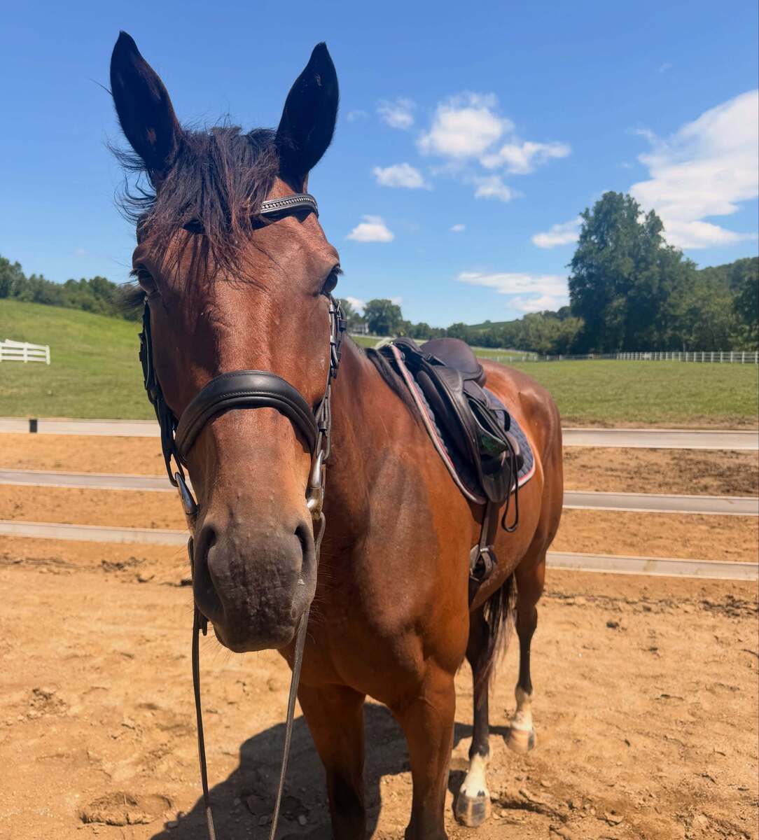 Seattle Prince (Prince), 5yo Thoroughbred gelding, 16.0hh